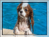 Pies, Cavalier king charles spaniel, Kąpiel, Basen