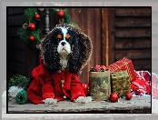 Cavalier King Charles spaniel, Ubranko, Choinka