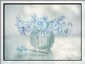 Cebulica Tubergena, Kwiaty, Wazonik