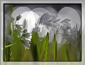 Cebulice Syberyjskie, Makro, Kwiaty, Bokeh
