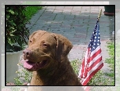 Chesapeake Bay retriever, flaga USA