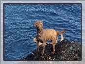 Chesapeake Bay retriever, niebieska, woda