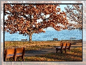 Jesień, Ławki, Zatoka Chesapeake, Drzewa, Stany Zjednoczone