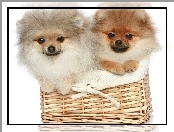 Psy, Koszyk, Pomeranian