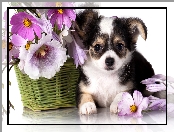 Chihuahua, Kwiatki, Szczeniak, Kosz