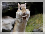 Chipmunk, Łapki