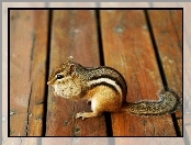 Chipmunk, Deski