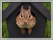 Chipmunk, Karmnik