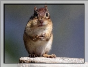 Chipmunk, Pniak