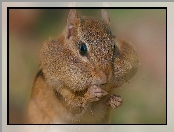 Chipmunk, Portrecik