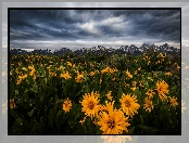 Park Narodowy Grand Teton, Balsamorhiza, Łąka, Stany Zjednoczone, Kwiaty, Chmury, Góry, Wyoming