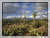 Opuncje, Pustynia, Chmury, Karnegia olbrzymia, Stany Zjednoczone, Kaktusy, Stan Arizona, Saguaro, Park Narodowy Saguaro