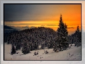 Lasy, Choinki, Zima