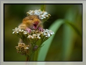 Zadowolona, Kwiat, Myszka