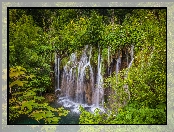 Rośliny, Chorwacja, Wodospady, Park Narodowy Jezior Plitwickich, Drzewa