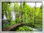 Chorwacja, Wodospad, Las, Pomost, Plitvice