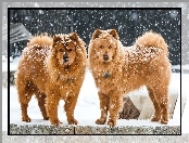 Zima, Chow chow, Dwa, Psy