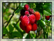 Chruścina Jagodna, Rozmycie, Arbutus Unedo, Owoce