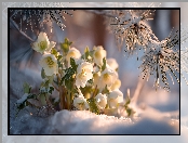 Białe, Śnieg, Sosna, Ciemierniki, Grafika AI