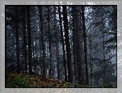 Las, Ciemne, Drzewa