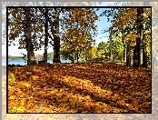 Cienie, Jesień, Liście, Klony, Jezioro