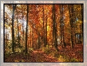 Las, Ścieżka, Jesień