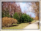 Park, Ścieżka, Drzewa