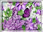 Bez, Clematis, Motyl