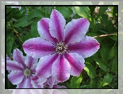 Clematis