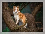 Border collie, Drzewo