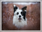 Border collie, Portret