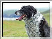 Border, Collie, Rzeka