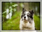 Border collie, Spojrzenie