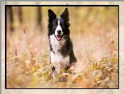 Border collie, Trawa