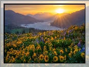Kwiaty, Góry, Balsamorhiza, Columbia River Gorge, Rzeka, Waszyngton, Stany Zjednoczone, Promienie słońca, Łubin