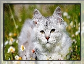 Łąka, Kot Maine coon, Stokrotki