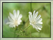 Biała, Cykoria, Kwiaty