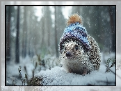 Zima, Grafika, Jeż, Czapka