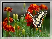 Czarny, Kwiaty, Pomarańczowe, Aksamitki, Biało, Motyl