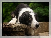 Brązowe, Czarny, Biało, Border Collie, Pies, Oczy