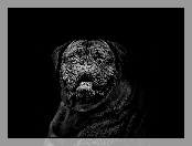 Czarny, Pies, Dog de Bordeaux