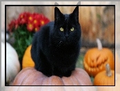 Czarny, Halloween, Kot, Dynie