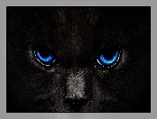 Czarny, Oczy, Kot, Niebieskie