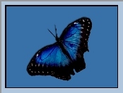 Niebiesko, Motyl, Czarny