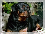 Czarny, Rottweiler