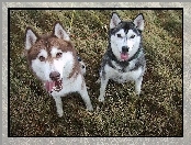 czarny, brązowy, Siberian Husky