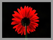 Czerwona, Gerbera