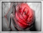 Grafika, Czerwona, Róża