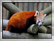 Panda, Pandka ruda, Czerwona, Belki