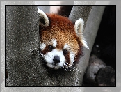 Panda, Pandka ruda, Czerwona, Drzewo